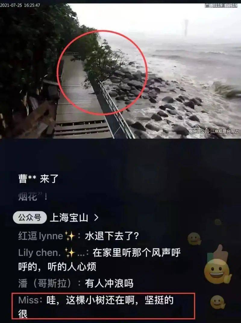 台风|上海狂风巨浪中一棵小树屹立不倒，它为何能如此坚强？