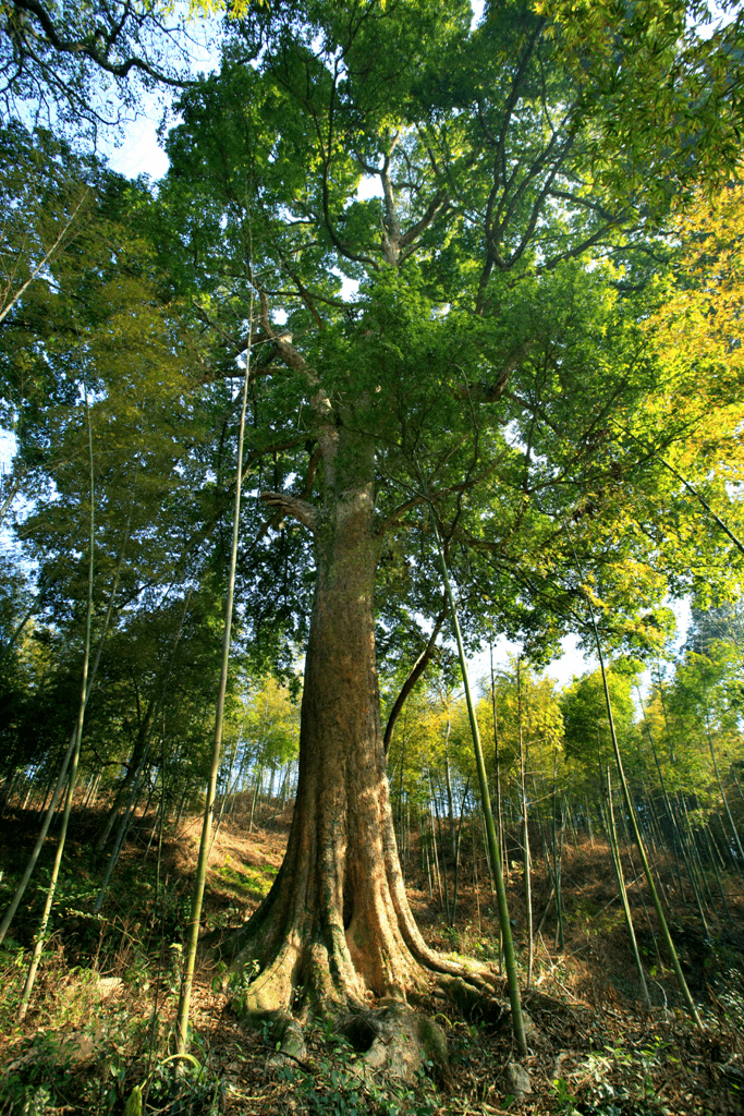 携手守护绿色文物共同赓续生态文脉福建省中国最美古树简介