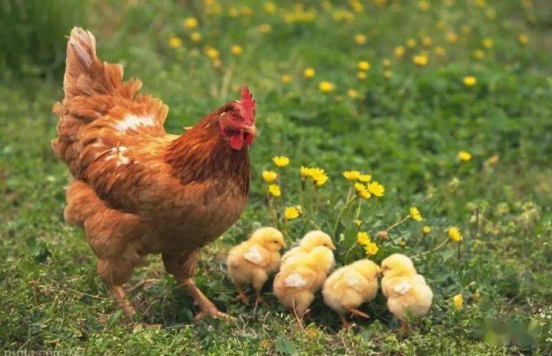 老母鸡领着小鸡们,到处刨窝,觅食,晒太阳.