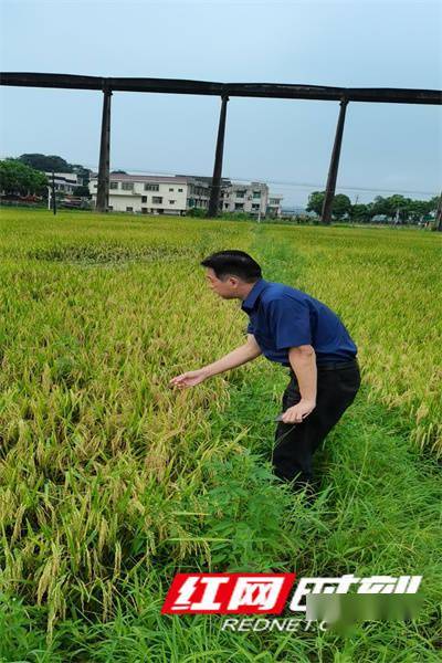 陈光辉|科技专家田间来指导：一水可两用一田可双收