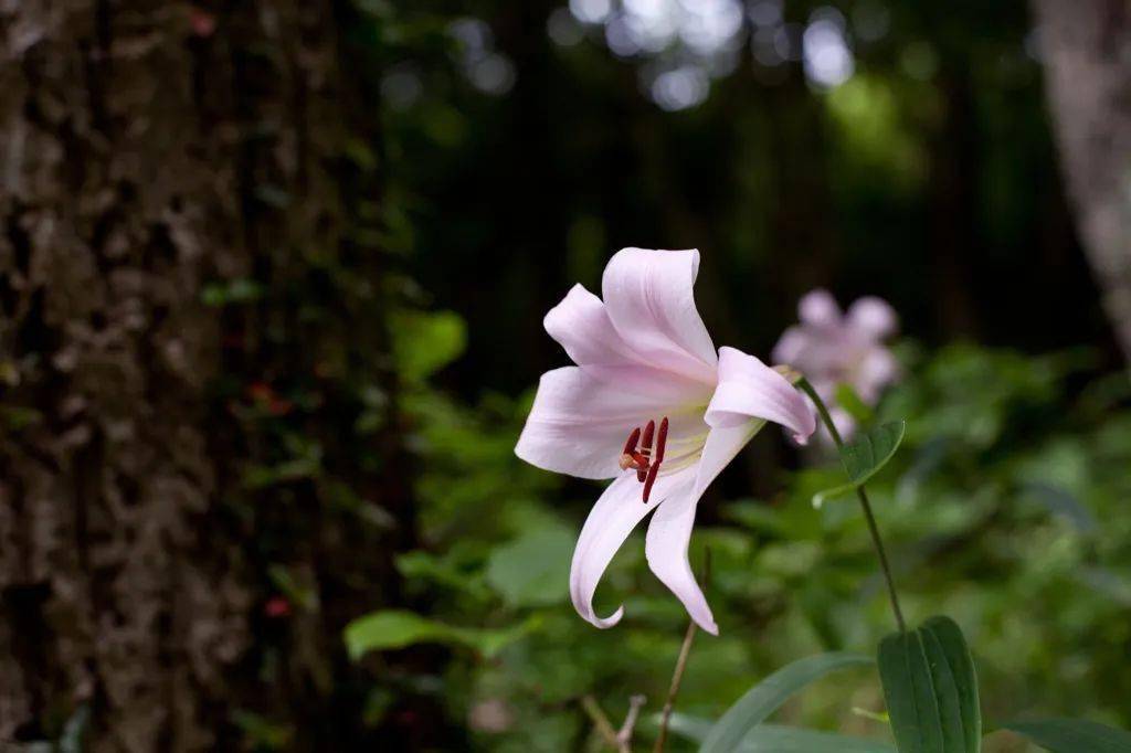 圣母玛利亚之花笹百合