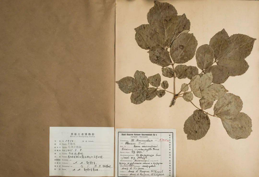 30000余件百年历史的植物腊叶标本即将拥有全新,准确的"电子身份证"