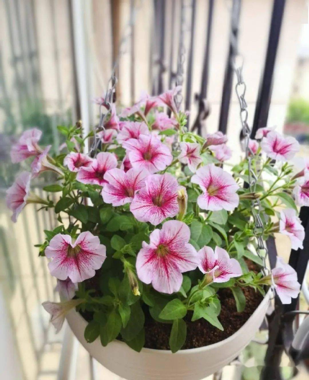 想在家赏牵牛试试矮牵牛盆栽简单花样多