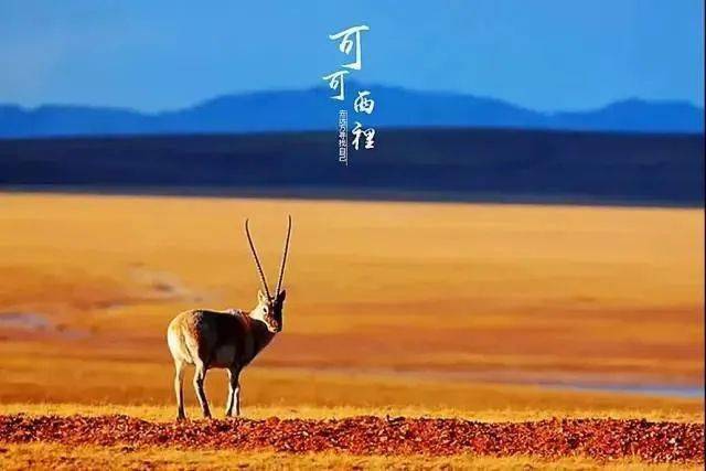 这辆房车太适合了我想开着它去青海4400米以上的可可西里就在窗外