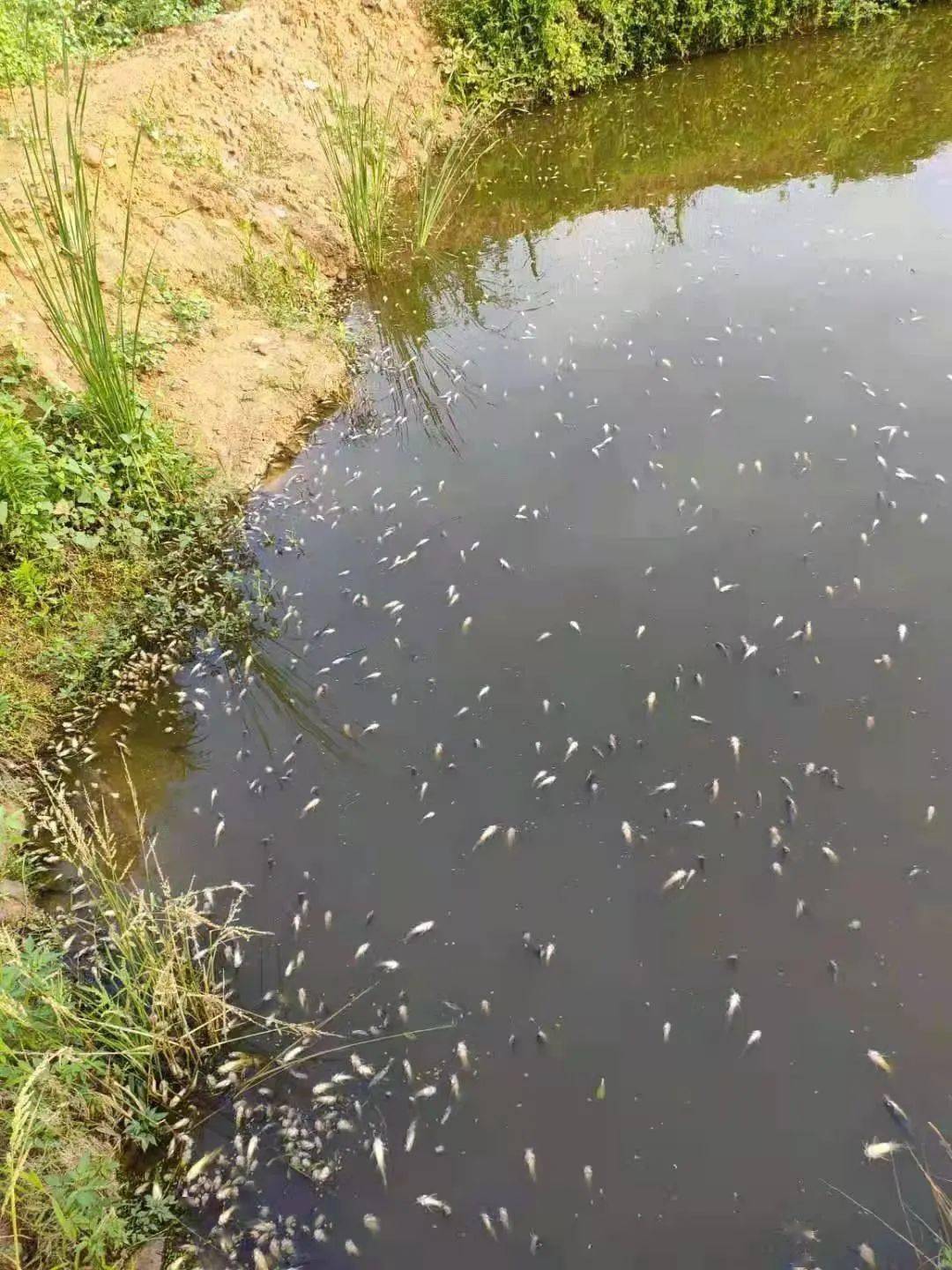 增氧失效鱼苗死亡谁之责诉调对接迅速化纠纷