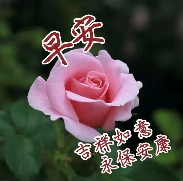 早安吉祥道歉不只是勇敢更是释怀早上好