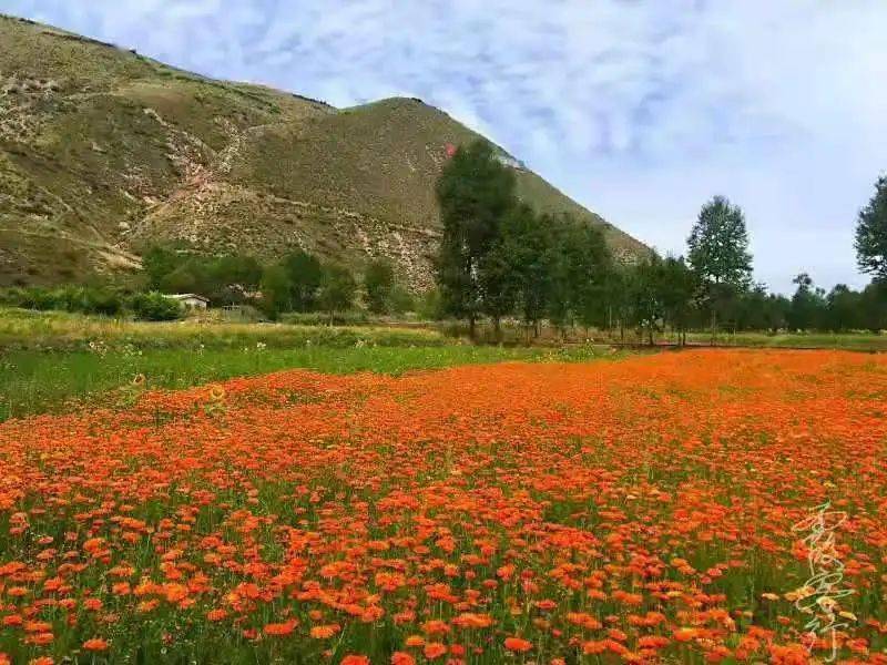 【乡村旅游】夏末秋临,西宁周边这些乡村旅游景点你都去了吗?_景区