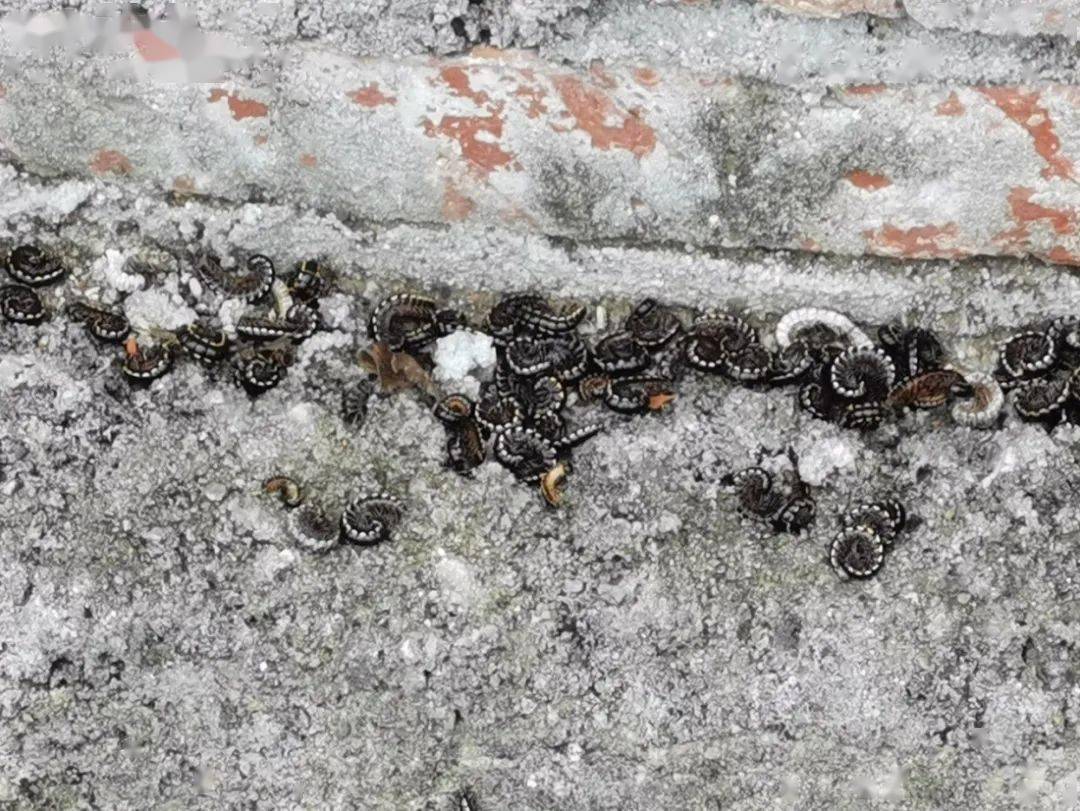 东坡村马陆泛滥扰民 智果村主动支援灭杀