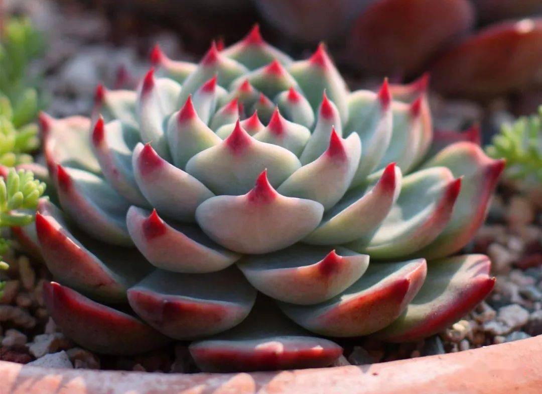 多肉小盆友抖音号 9d7b46bc86ca44b3acf1c08ba628c05c.jpeg