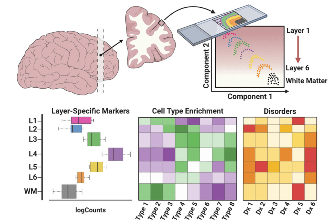 natneurosci单核rnaseq空间转录组在神经科学研究新进展
