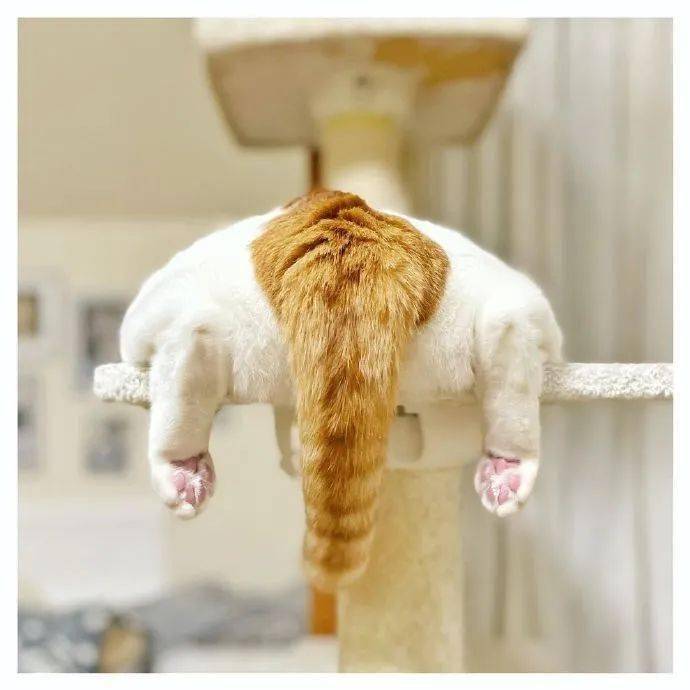 这一滩猫,最后的尾巴有点像大象