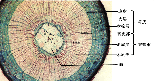 木质茎的结构由外向内依次为树皮(包括表皮和韧皮部,形成层,木质部和
