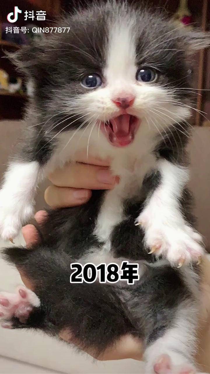 长毛奶牛猫小时候图片