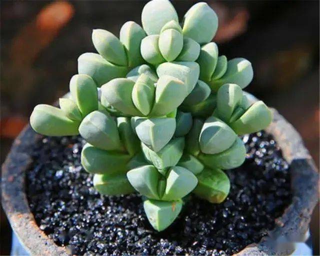 养多肉植物鹿角海棠 日常打理抓住这4点 好养易活 土团