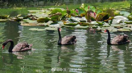 天鹅湖|越秀公园有个“天鹅湖”？黑天鹅、鸿雁“搬家”越秀山啦