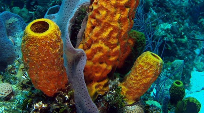 海绵|地球最古老动物或为8.9亿年前的海绵，比已知早3.5亿年