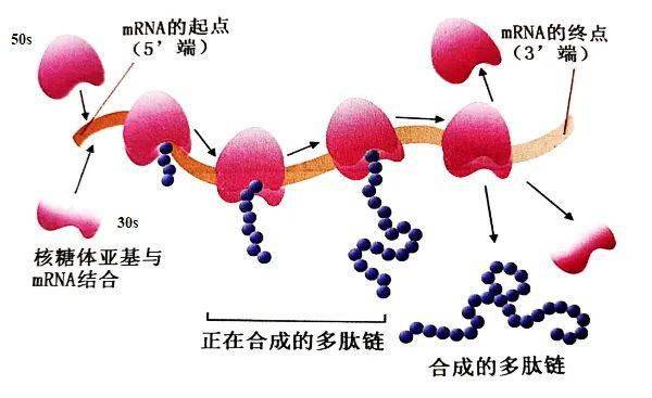 知識金黴素與泰妙菌素聯合用藥的機理