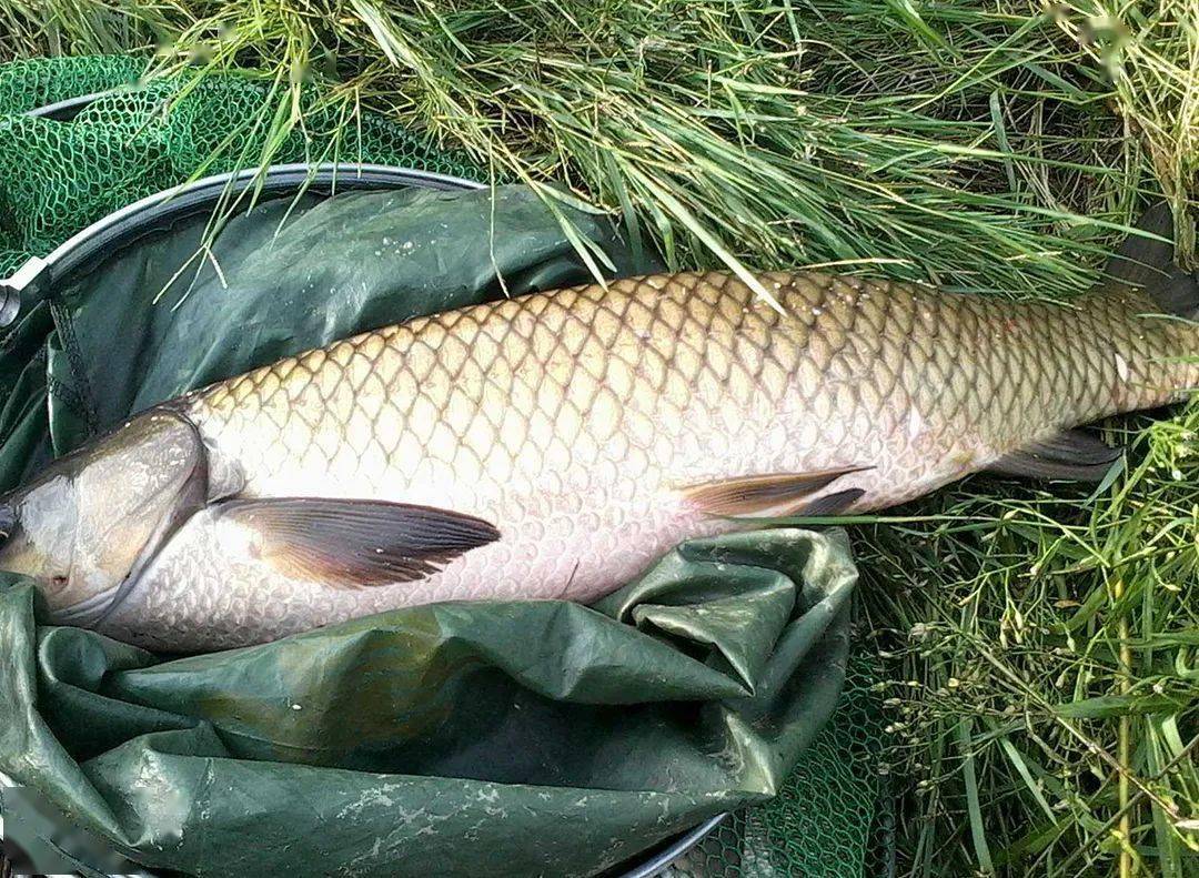 伏天钓草鱼,学会以下这3招,鱼获肯定不会少!
