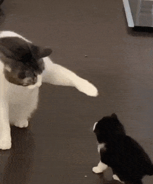 313_376gif 动态图 动图