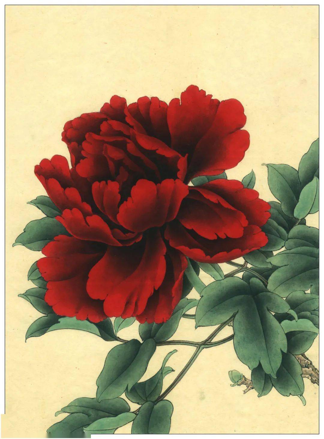 素材| 李晓明改编《田世光牡丹十五品》绘制步骤图 美不胜收_工笔画