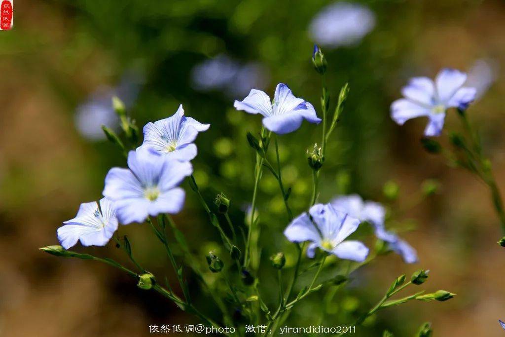 賞花弄景又到山花爛漫時賞太僕寺旗胡麻花