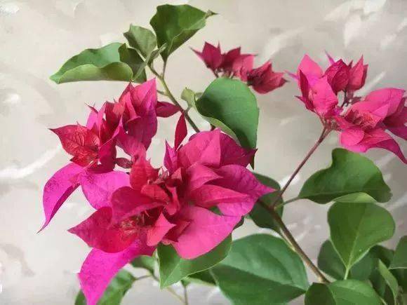 收藏花友分享11种三角梅品种图鉴涨姿势