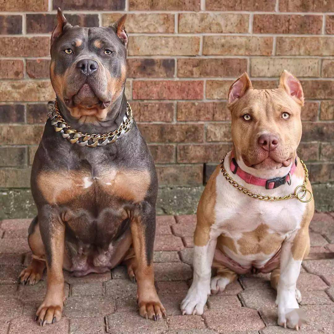 别总说猛犬会咬人这其中缘由你清楚吗