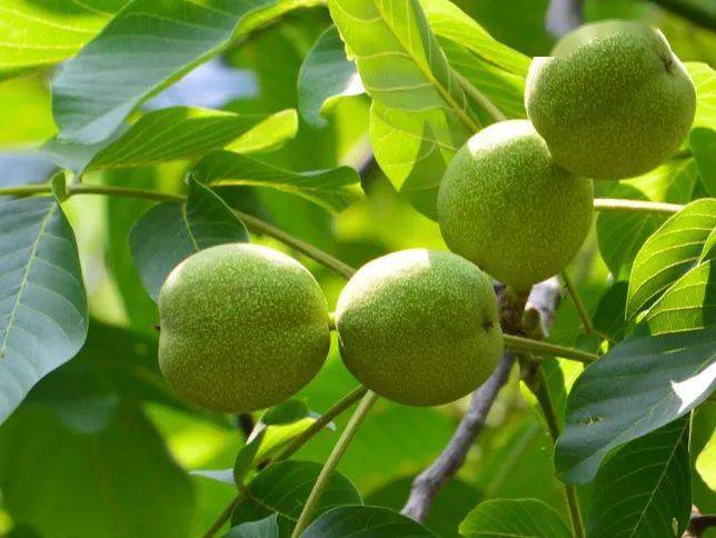 青嫩青嫩的分外讨喜伸手摘一个树上满是沉甸甸的核桃果每年7月底或者8