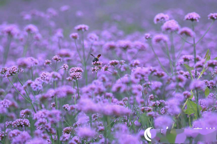 贵阳高坡 花开梦幻云顶花海引客来 阳茜