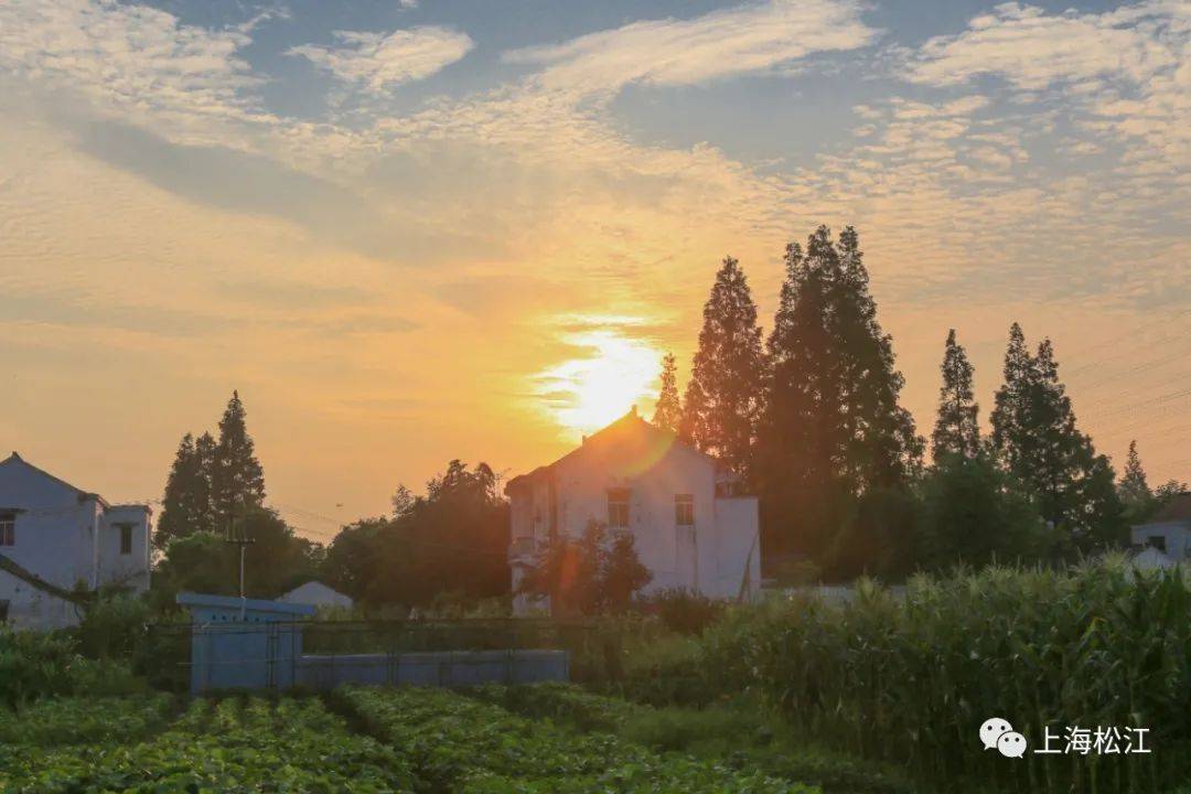每一眼都是童年,浦南人家的夏日傍晚,这样让人怀念_夏天