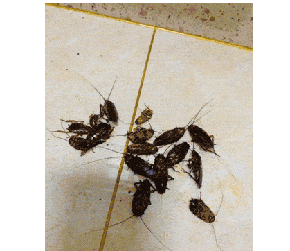 蟑螂有多吓人小编教你一招小强不敢进你家