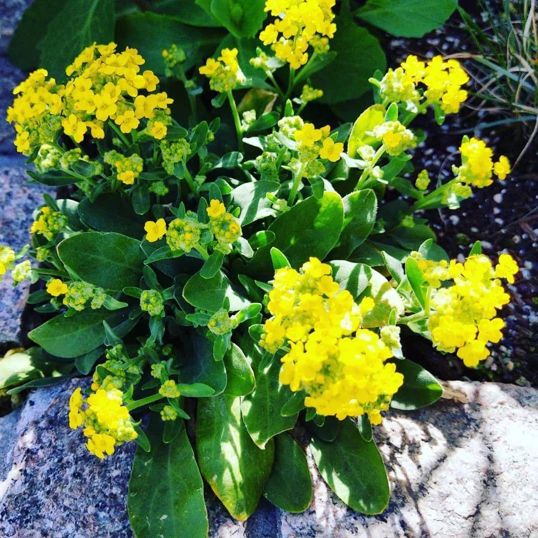 花园里的岩生庭荠,就像是一道光,总能抓住你的目光!