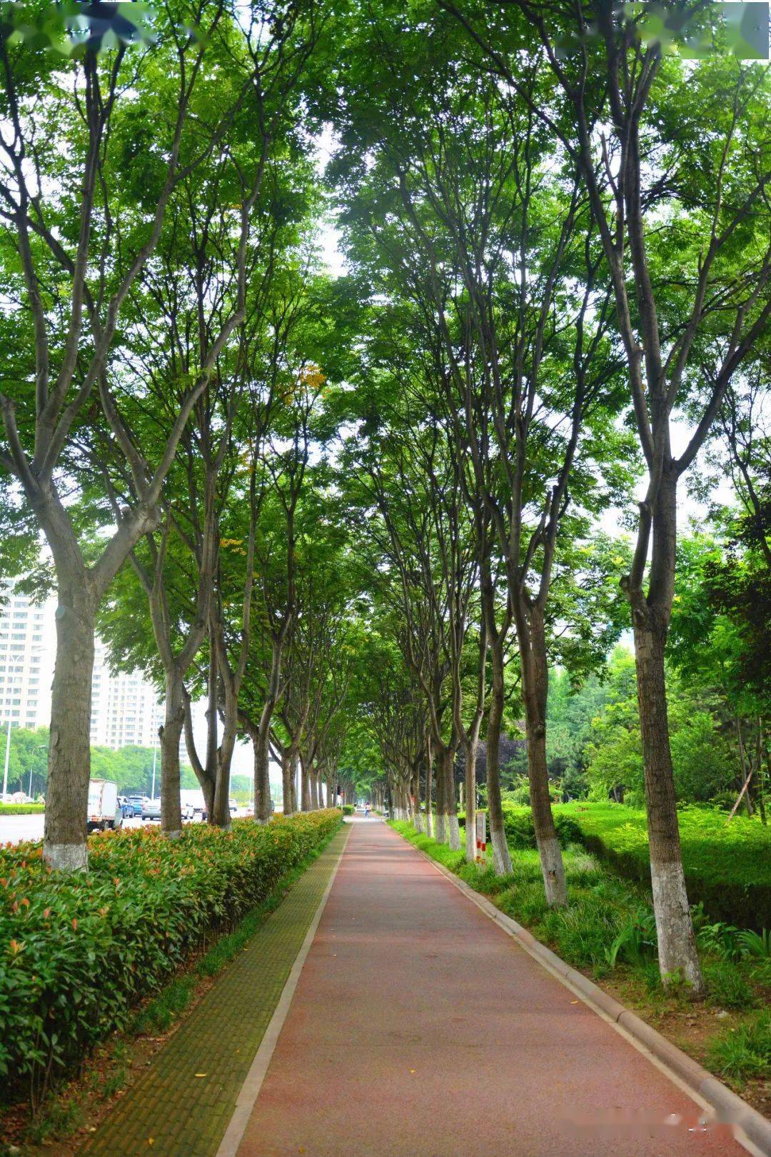 文明视角 | 日照夏日最美林荫路,你走过几条?_城市