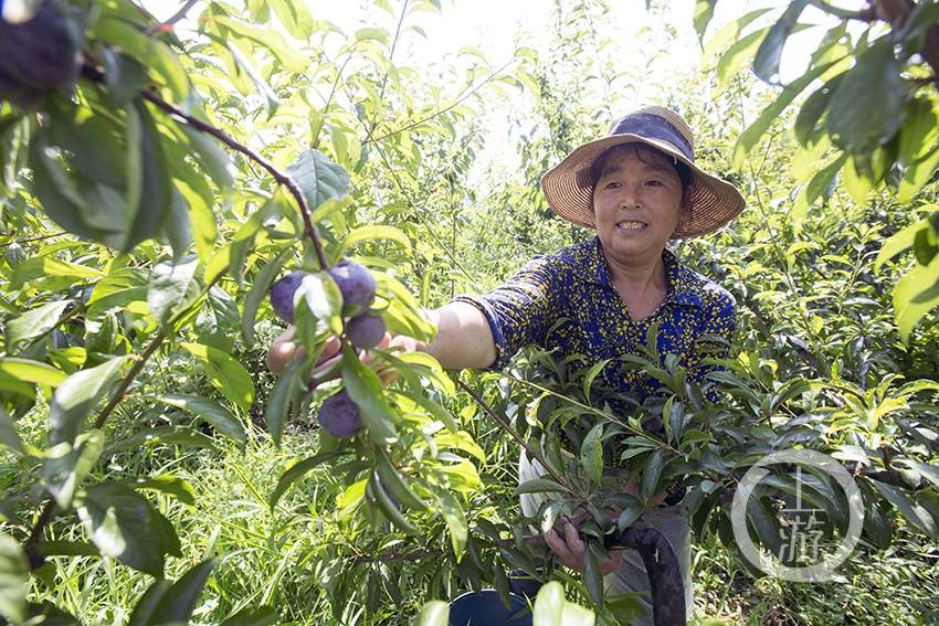 技术员向光林在园子里向云阳县蔈草镇兴坪村农户讲解采摘脆红李技巧