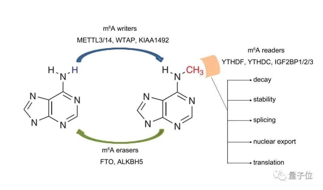 过程|转入肥胖基因改造RNA，作物增产50%