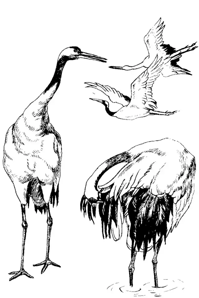 画谱精选白描百鹤谱