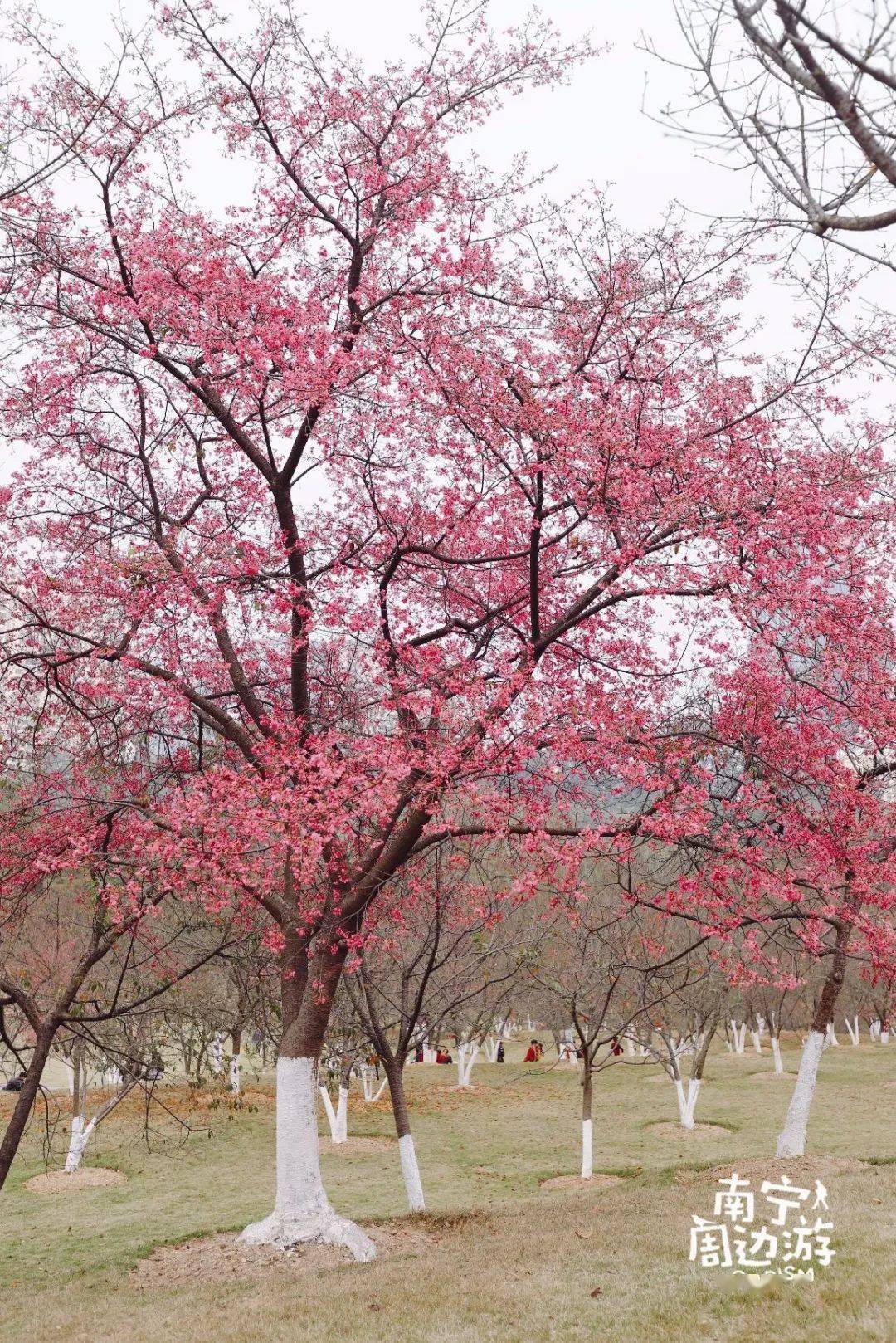 南宁一日游61个景点在邕也能愉快耍