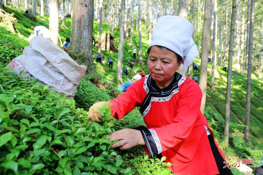 Next|Sarcandra glabra picked in SW China's Guizhou
