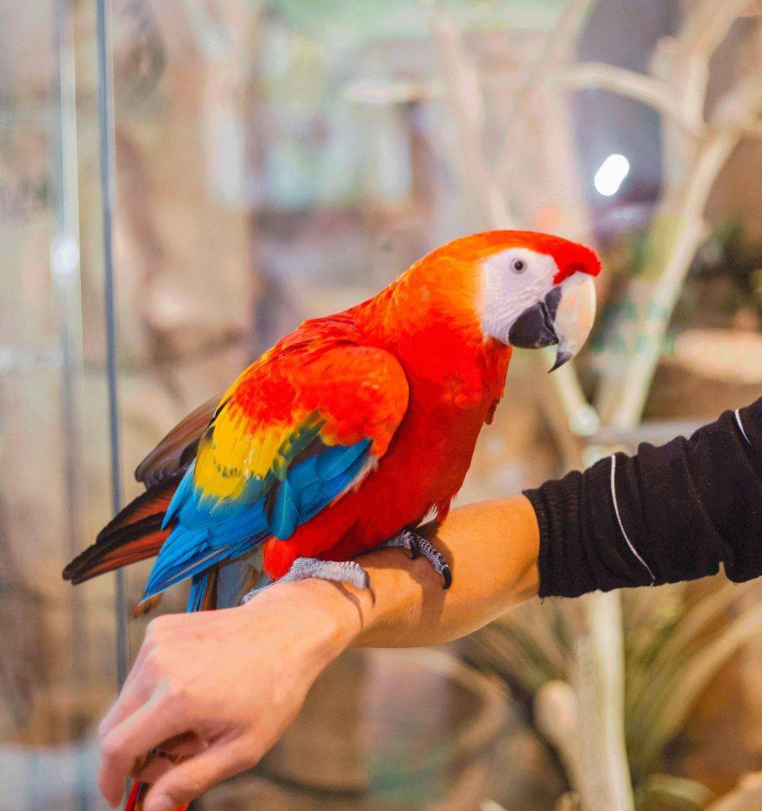 宝安99元抢茱莉动物乐园1大1小门票