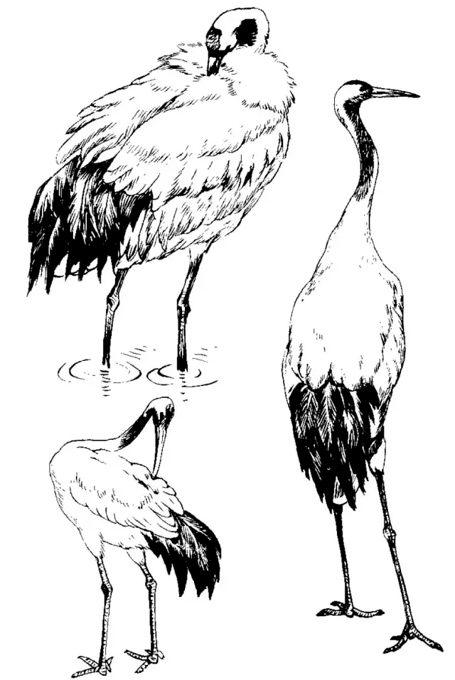 画谱精选白描百鹤谱