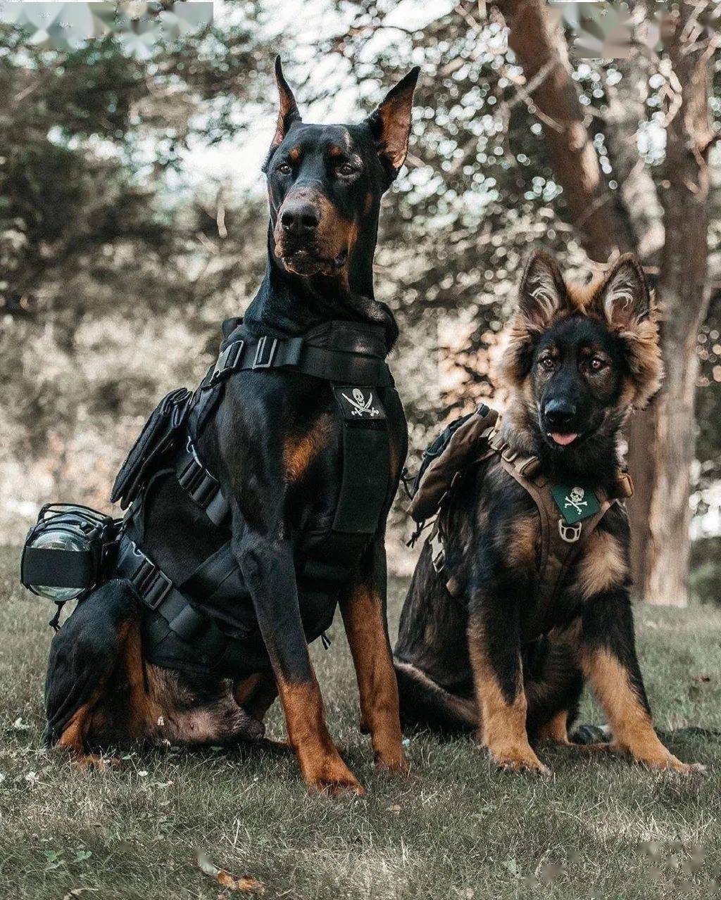 杜宾德牧的组合可以有多吸睛汪界最帅不容反驳