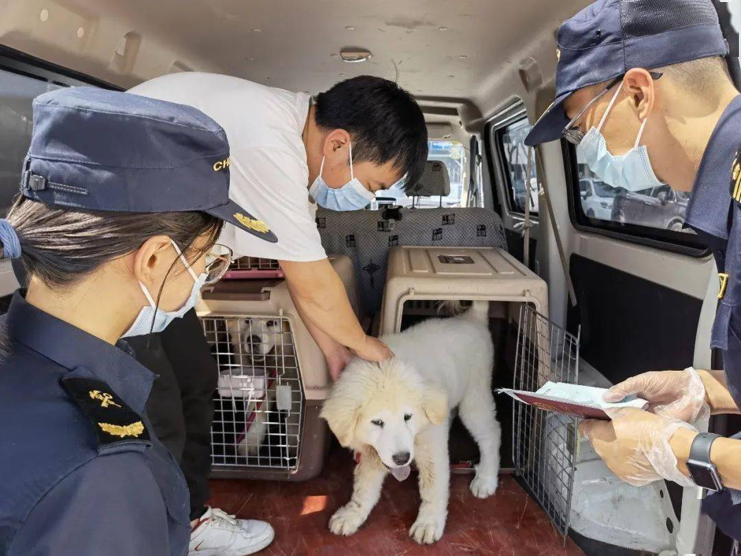 经现场检疫合格后,向宠物携带人签发了《动物卫生证书》.