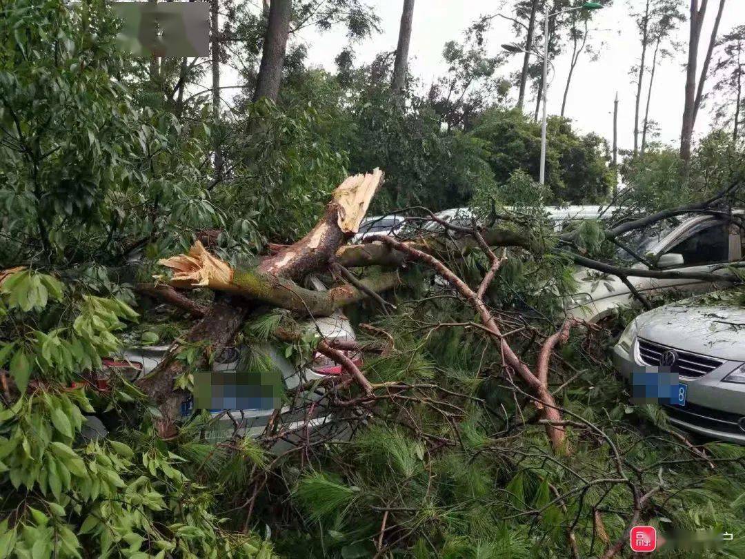妖风来袭融水上演末日大片场景组图视频