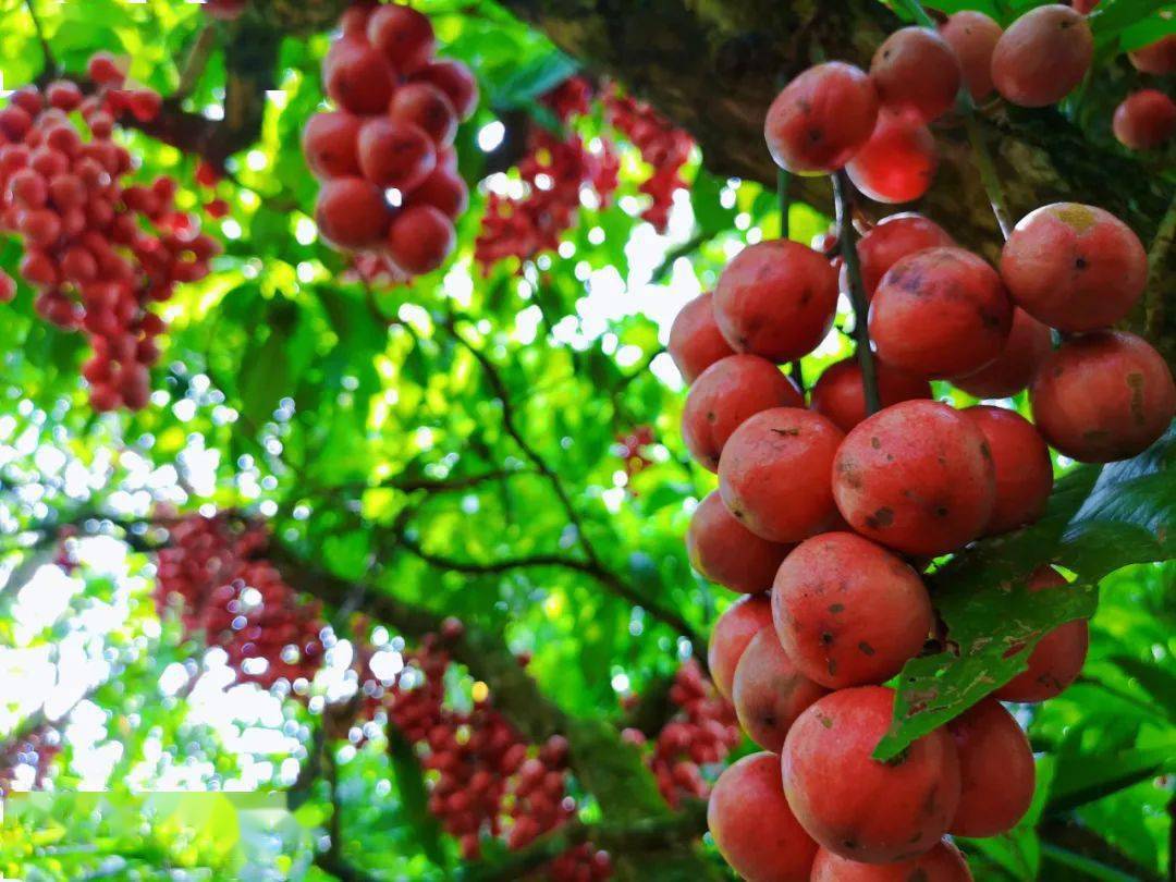 【云果】八月江城三丫果,酸甜可口"红灯笼"!
