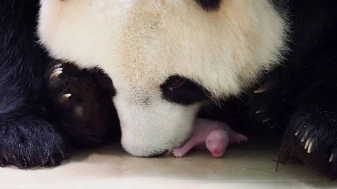 法国动物园大熊猫诞下双胞胎