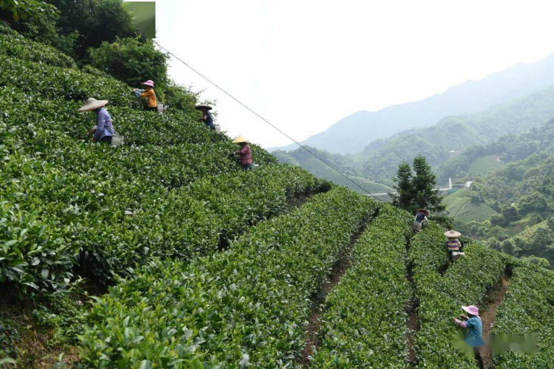 长寿之乡广西昭平小茶叶演绎两山大文章