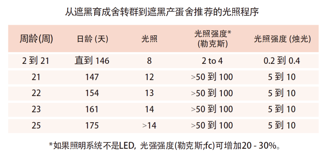 海兰蛋鸡光照时间表图片