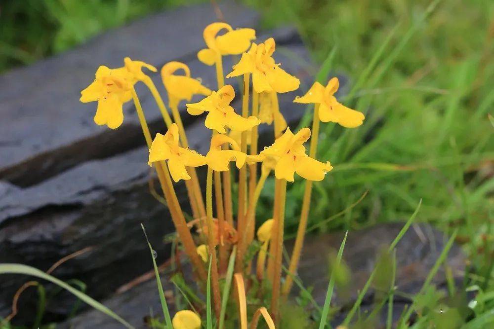 川西7月乱花渐欲迷人眼的马先蒿