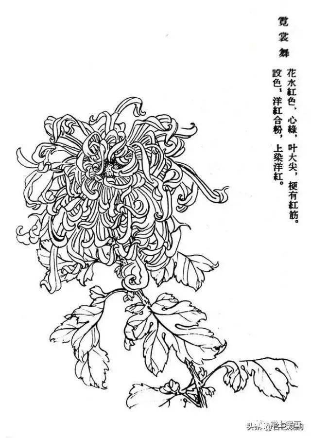 60种菊花工笔白描写生画法