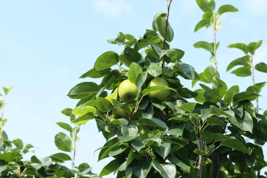 尝鲜翠冠梨盛夏里的这场六月雪来了